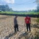 Menjaga Ketahanan Pangan Nasional dari Desa, Polri Dampingi Petani Kuripan Hadapi Tantangan MT3