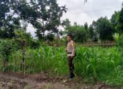 Bhabinkamtibmas Polres Lombok Barat Pantau Perkembangan Kebun Jagung Terong Tawah