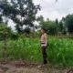 Dukung Ketahanan Pangan, Polsek Labuapi Intensifkan Pendampingan Petani Jagung