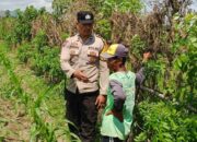 Langkah Bhabinkamtibmas Desa Labuapi Wujudkan Kemandirian Pangan Melalui Pemanfaatan Lahan Kosong
