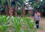 Langkah Proaktif Bhabinkamtibmas Polsek Labuapi Dampingi Petani Tingkatkan Produktivitas Pangan