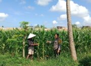 Langkah Konkret Polsek Labuapi Kawal Ketahanan Pangan Lewat Pendampingan Petani Desa Bagik Polak Barat