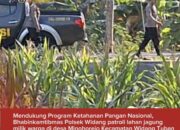Mendukung Program Ketahanan Pangan, Polsek Widang Patroli Kawasan Lahan Pertanian Jagung