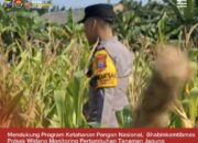 Bhabinkamtibmas Polsek Widang Monitoring Pertumbuhan Jagung