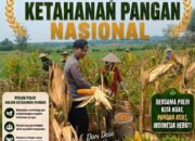 Dukung Ketahanan Pangan Nasional, Bripda Shandy Polsek Bancar Monitoring Panen Jagung di Latsari
