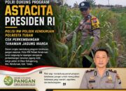 Polri Dukung Program Astacita Presiden RI, Polisi RW Polsek Kenduruan Polresta Tuban Cek Perkembangan Tanaman Jagung Warga .