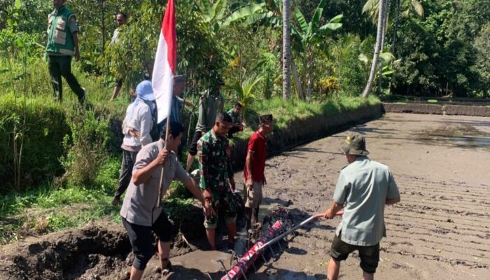 Babinsa Dampingi Tabela, Petani Suranadi Dorong Pertanian Modern