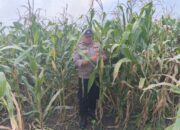 Dukung Astacita Presiden RI, Bhabinkamtibmas Polsek Jenu Polresta Tuban Cek Perkembangan Tanaman Jagung Warga