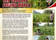Polsek Soko Polresta Tuban Turun Langsung Cek Tanaman Jagung Warga