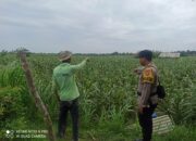 Polisi Turun ke Ladang! Polsek Tambakboyo Cek Tanaman Jagung Warga di Desa Dikir