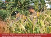 Bhabinkamtibmas Polsek Widang Monitoring Pertumbuhan Jagung