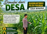 BHABINKAMTIBMAS DESA PACING POLSEK PARENGAN POLRESTA TUBAN DORONG KETAHANAN PANGAN MELALUI PENDAMPINGAN PETANI JAGUNG DI DESA PACING KEC. PARENGAN KAB. TUBAN