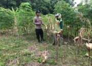 Polsek Grabagan Polresta Tuban Turun Langsung Cek Tanaman Jagung Warga