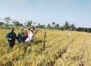 Di Tengah Sawah, Babinsa Ukur Harapan Petani
