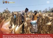 Mendukung Program Ketahanan Pangan, Bhabinkamtibmas Pendampingan Petani Panen Jagung