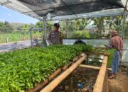 Bhabinkamtibmas Polsek Kenduruan Polresta Tuban Cek Pembibitan Cabai, Dukung Ketahanan Pangan Nasional