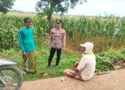 Polsek Tambakboyo Dialogis di Tepi Ladang Jagung, Jaga Kamtibmas dan Dukung Petani