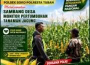 Polsek Soko Polresta Tuban Turun Langsung Cek Tanaman Jagung Warga