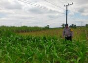 Polsek Jatirogo Turun ke Lahan produktif Desa Demit Wujudkan Dukungan Astacita Swasembada Pangan