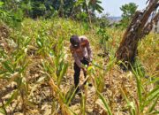 ANGGOTA POLSEK GRABAGAN SAMBANG DESA BINAAN, PANTAU LAHAN JAGUNG DAN MEMASTIKAN SISTEM IRIGASI MASIH LANCAR