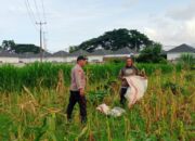 Sinergi Polsek Labuapi dan Petani Karang Bongkot Wujudkan Kemandirian Pangan di Lombok Barat