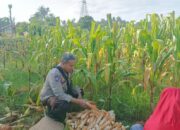 Ubah Lahan Kosong Jadi Sumber Pangan, Langkah Nyata Polsek Batulayar Edukasi Warga