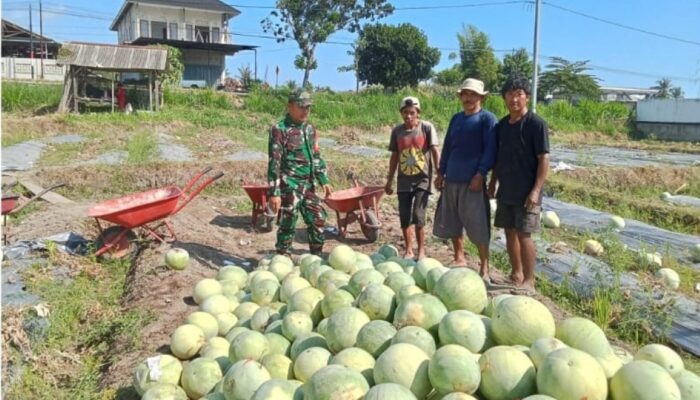 Pendampingan Babinsa Perkuat Harapan Petani Semangka di Desa Anyar