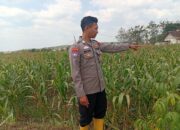 Dukung Ketahanan Pangan Nasional, Polisi Polsek Kenduruan Polresta Tuban Cek Perkembangan Tanaman Jagung Milik Petani