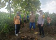 Tatap Muka di Tengah Ladang Jagung, Bhabinkamtibmas Polsek Tambakboyo Jalin Kedekatan Dengan Petani
