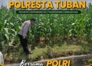 Polsek Grabagan Polresta Tuban Turun Langsung Cek Tanaman Jagung Warga