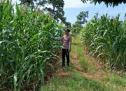 Dukung Ketahanan Pangan, Bhabinkamtibmas Polsek Tambakboyo Tinjau Lahan Jagung Milik Warga