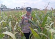 Dukung Asta Cita Presiden, Polsek Kenduruan Polresta Tuban Cek Perkembangan Tanaman Jagung Warga
