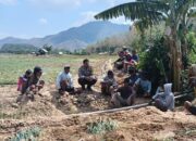 Wujud Kedekatan Polri dan Masyarakat, Bhabinkamtibmas Polsek Belo Bantu Panen Bawang Merah Milik Warga Binaan