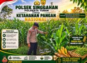 Anggota Polsek Singgahan Polresta Tuban Turun Cek Tanaman jagung Warga di Desa Lajo lor