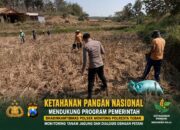 Polsek Montong Polresta Tuban Turun Cek Tanaman jagung Warga di Desa Bringin