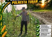 Polsek Bangilan Aktif Dukung Ketahanan Pangan melalui Monitoring Tanaman Jagung
