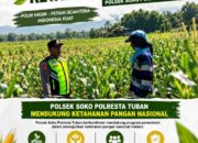 Polsek Soko Polresta Tuban Turun Langsung Cek Tanaman Jagung Warga