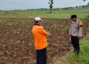 Dukung Program Ketahanan Pangan, Bhabinkamtibmas Polsek Tambakboyo Tinjau Pertumbuhan Tanaman Jagung