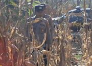 Mendukung Program Ketahanan Pangan, Polsek Widang Patroli Kawasan Lahan Pertanian Jagung