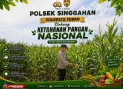 Anggota Polsek Singgahan Polresta Tuban Turun Cek Tanaman jagung Warga di Desa Tingkis