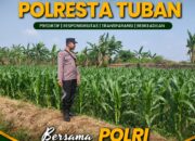 Polsek Tuban Pantau Lahan Jagung, Dukung Ketahanan dan Swasembada Pangan Nasional