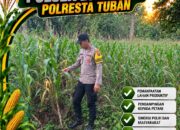 Bhabinkamtibmas Polsek Bangilan Pantau Tanaman Jagung, Dukung Ketahanan Pangan