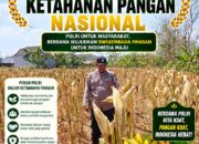 Polri Dukung Astacita, Polsek Semanding Polresta Tuban Turun Cek Tanaman jagung milik Warga di Desa Bektiharjo