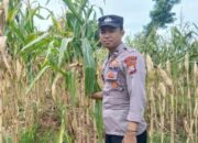 Dukung Swasembada Pangan, Polsek Tambakboyo Monitoring Panen Jagung Warga