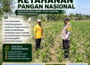 DALAM RANGKA MENDUKUNG PROGRAM ASTACITA, BHABINKAMTIBMAS DESA KUMPULREJO POLSEK PARENGAN POLRESTA TUBAN SAMBANGI PETANI JAGUNG DI DESA KUMPULREJO GUNA DUKUNG KETAHANAN PANGAN.