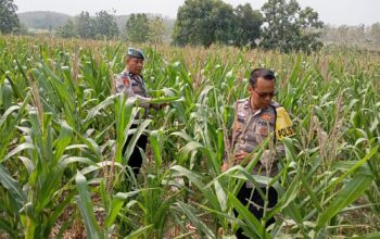 Polsek Kenduruan Polresta Tuban Dukung Ketahanan Pangan Nasional, Cek Perkembangan Tanaman Jagung Warga