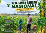 Polsek Soko Polresta Tuban Turun Langsung Cek Tanaman Jagung Warga