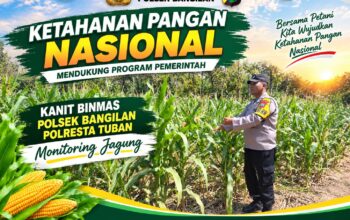 Polsek Bangilan Dukung Ketahanan Pangan Nasional melalui Monitoring Tanaman Jagung