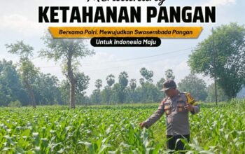 DUKUNG KETAHANAN PANGAN, ANGGOTA POLSEK PARENGAN POLRESTA TUBAN LAKSANAKAN SAMBANG DAN PENDAMPINGAN PANEN JAGUNG DI DESA SENDANGREJO KEC. PARENGAN