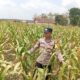 Dukung Program Astacita Presiden, Polisi Polsek Kenduruan Polresta Tuban Cek Perkembangan Tanaman Jagung Warga
